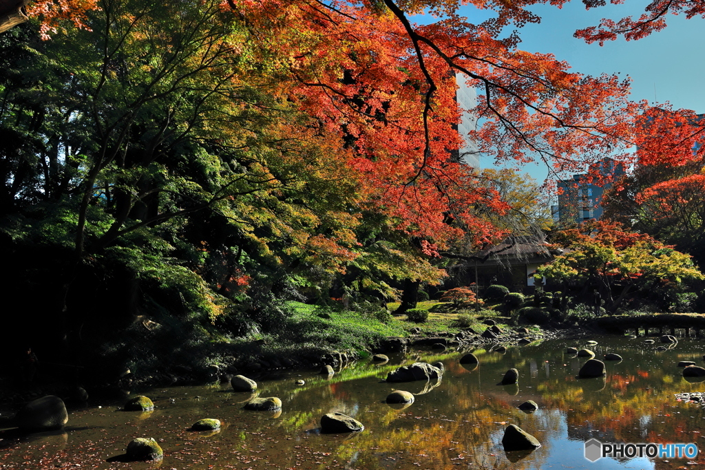 紅葉の小石川後楽園１