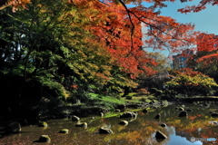 紅葉の小石川後楽園１