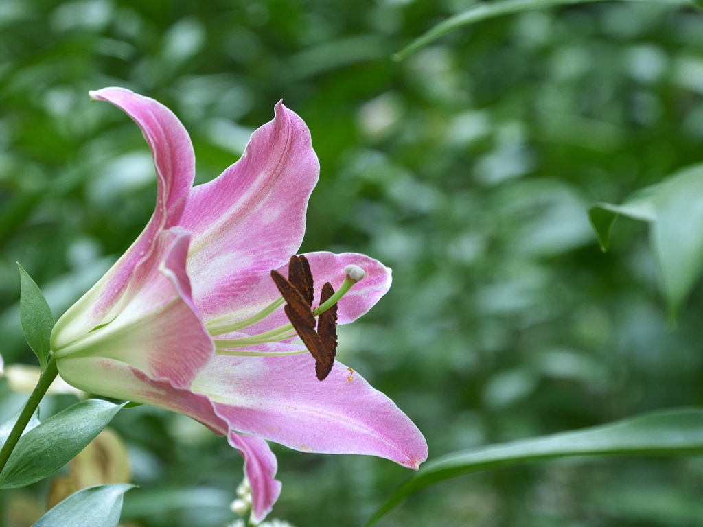日比谷公園の百合