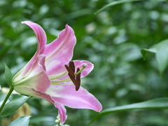 日比谷公園の百合