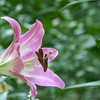 日比谷公園の百合