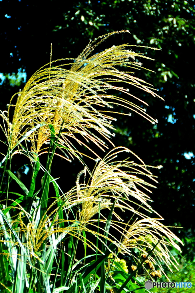 初秋の石神井公園6