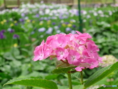 北綾瀬しょうぶ沼公園の紫陽花3