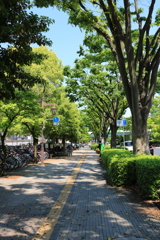 新緑