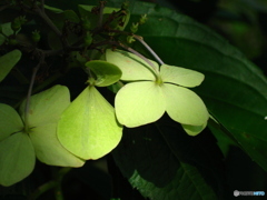 紫陽花