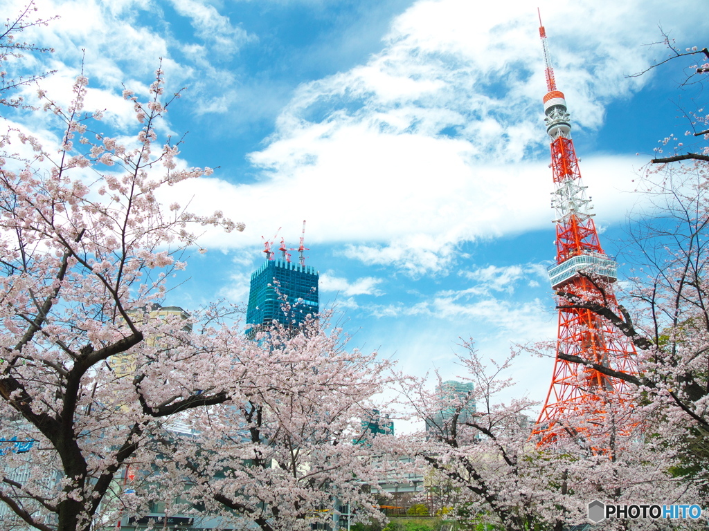 芝公園の桜