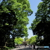新緑の明治神宮8