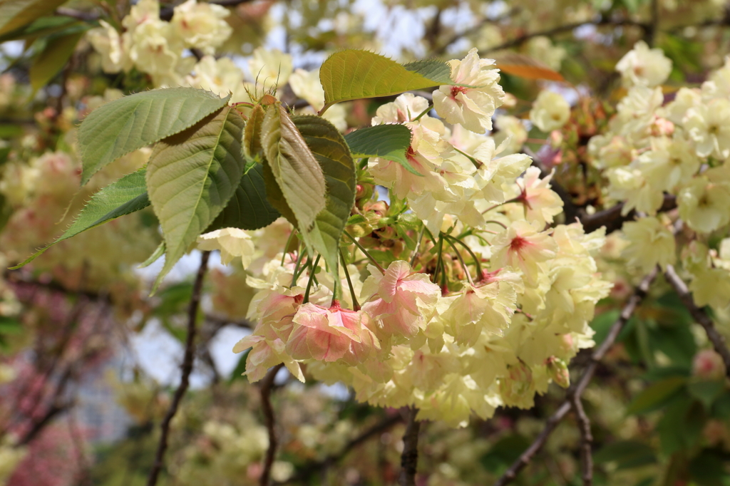 新宿御苑の桜１