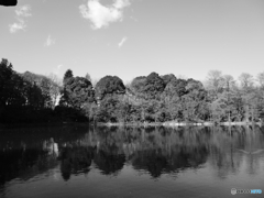 新年の石神井公園(2017年)3