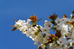 稲荷山公園の桜4