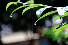 水滴