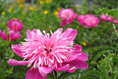 芍薬