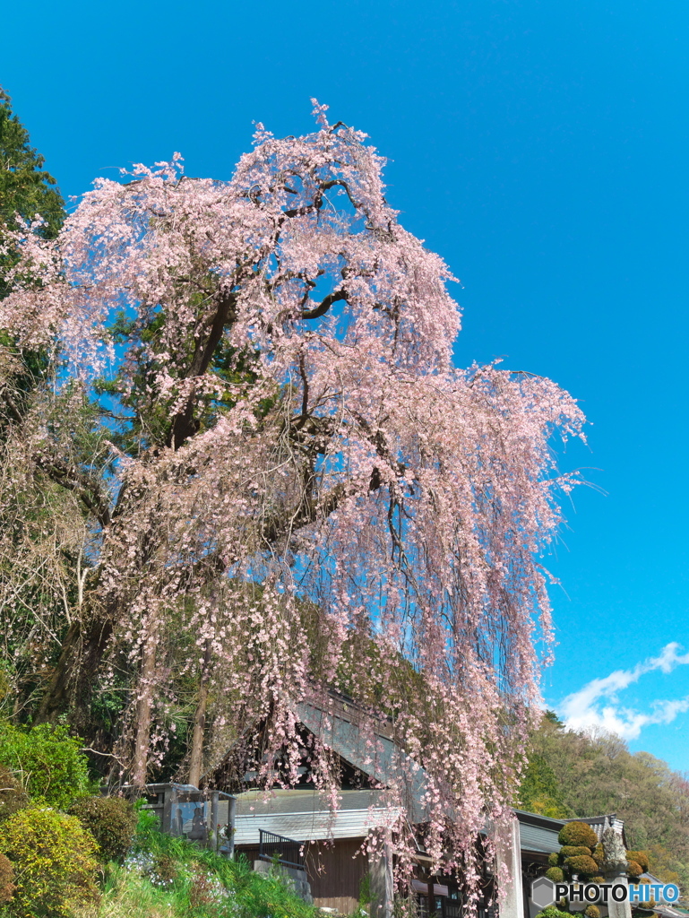 梅岩寺の枝垂れ桜02 