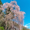 梅岩寺の枝垂れ桜02 