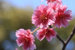 桜（エレガンスミユキ）