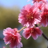 桜（エレガンスミユキ）