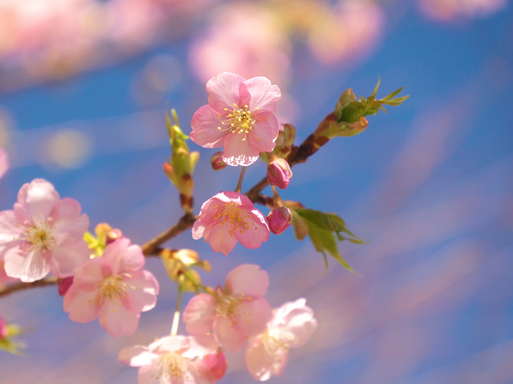 河津桜