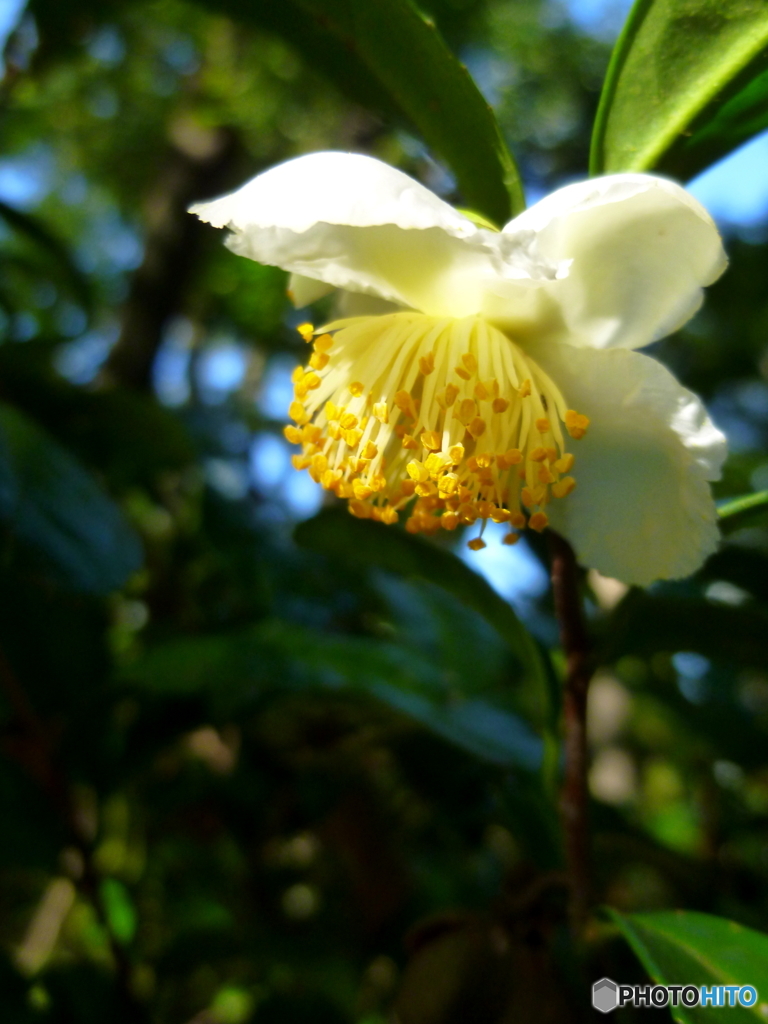 お茶の木の花2