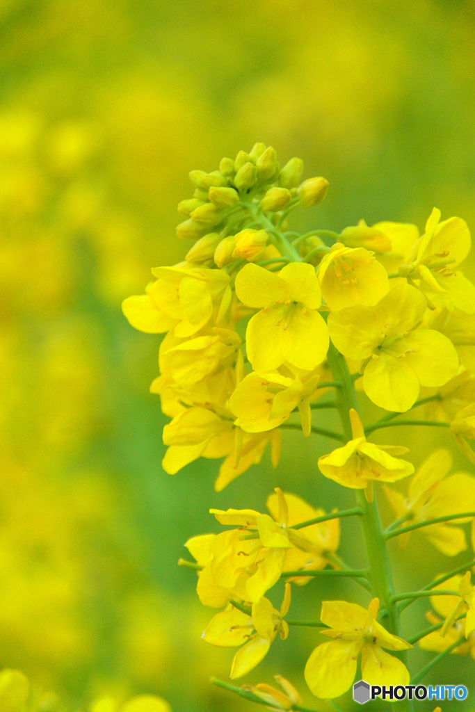 春の香り菜の花_２