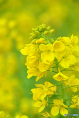 春の香り菜の花_２