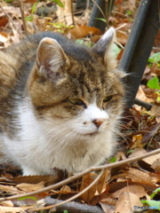 石神井公園のニャンコ3