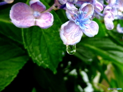 紫陽花と雨の雫2