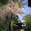 枝垂れ桜