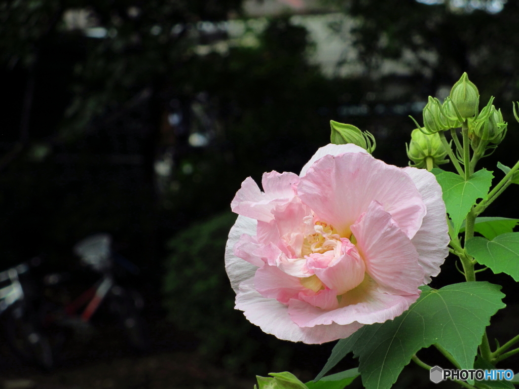 石神井公園の花2