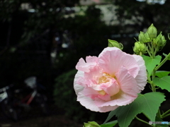 石神井公園の花2