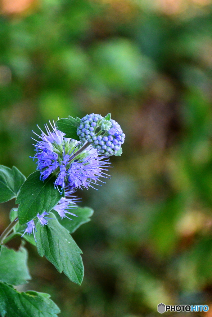 初秋の石神井公園7