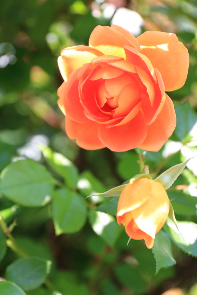 薔薇（パット・オースチン）