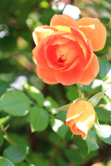 薔薇（パット・オースチン）