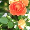 薔薇（パット・オースチン）