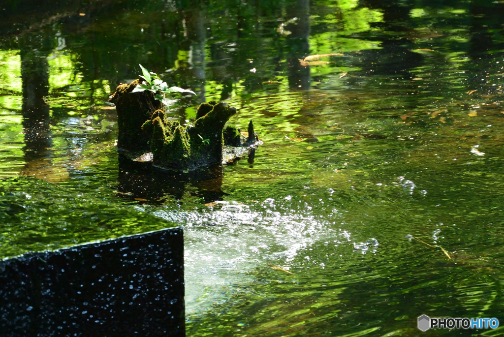 朝の石神井公園（2016年7月)_7