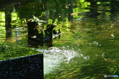 朝の石神井公園（2016年7月)_7