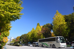 祝田通りの黄葉