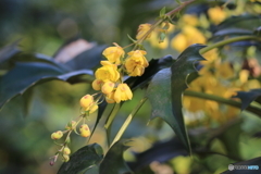 石神井公園散歩1