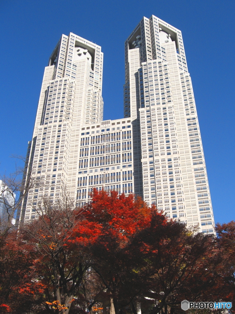 東京都庁と紅葉