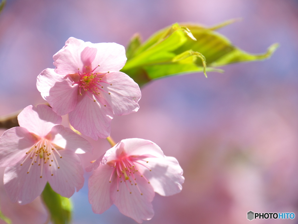 千鳥ヶ淵の修善寺寒桜6