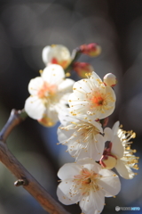 梅の花（白加賀_2）