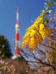 ミモザと東京タワー