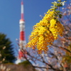 ミモザと東京タワー