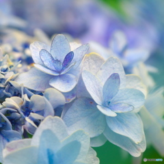 白山神社の紫陽花