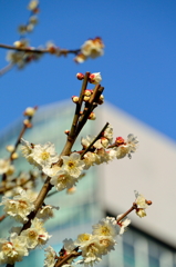 芝公園の梅花5