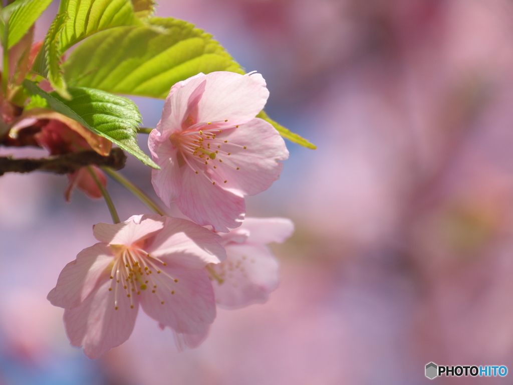 千鳥ヶ淵の修善寺寒桜5