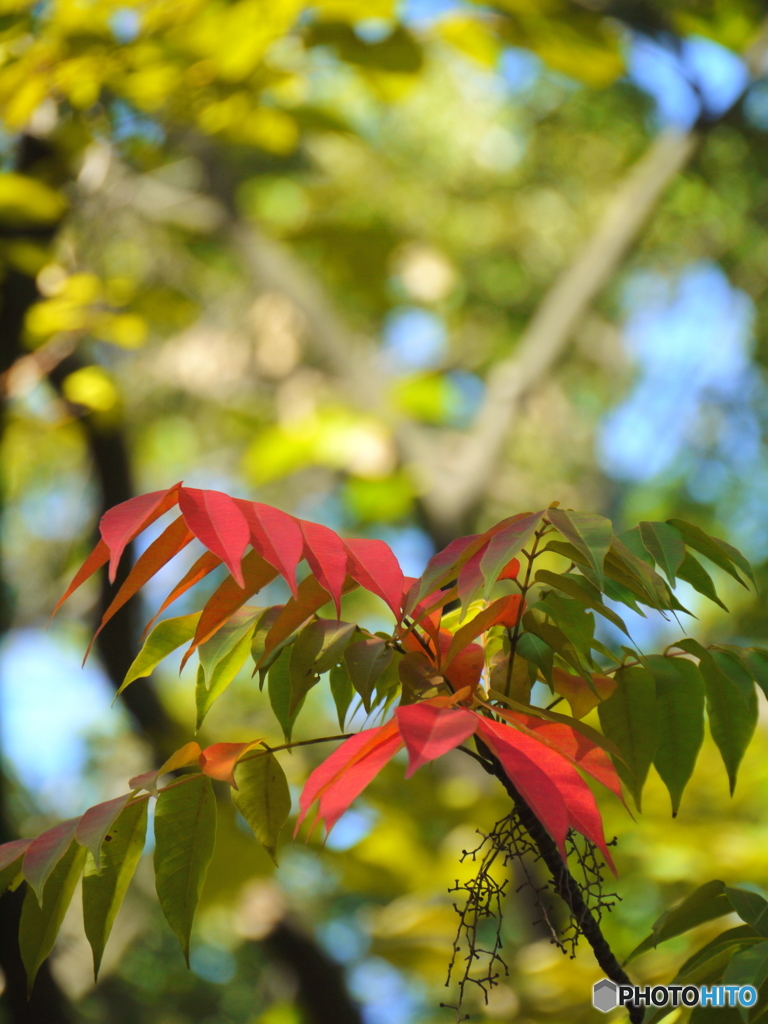 ハゼノキの紅葉