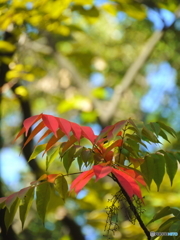ハゼノキの紅葉