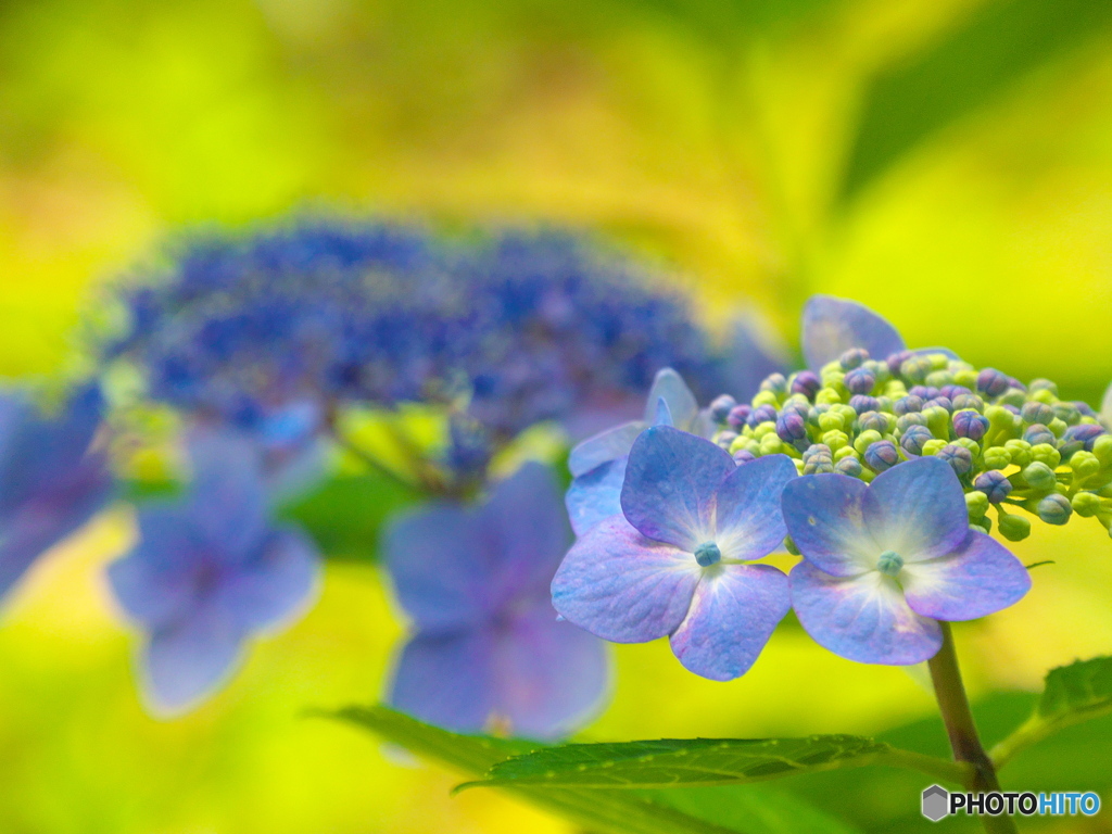 日比谷公園の紫陽花