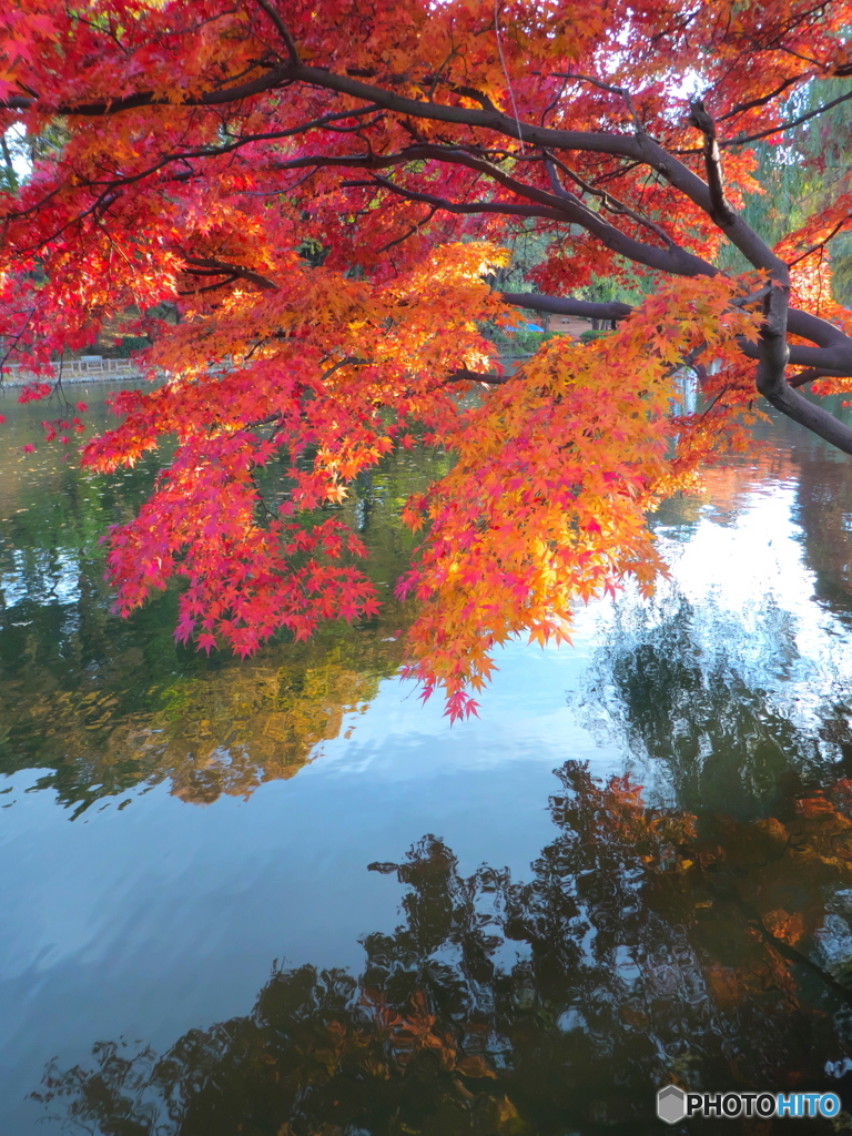 晩秋のの石神井公園4
