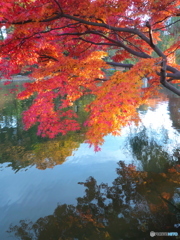 晩秋のの石神井公園4